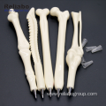 Custom Shape Bone Spine Ball Pen